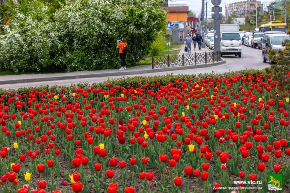 Владивосток заметно преобразился. Фото: Анастасия Котлярова, администрация города.