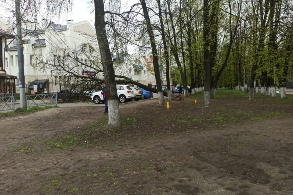 В центре Ярославля дерево упало на иномарку
