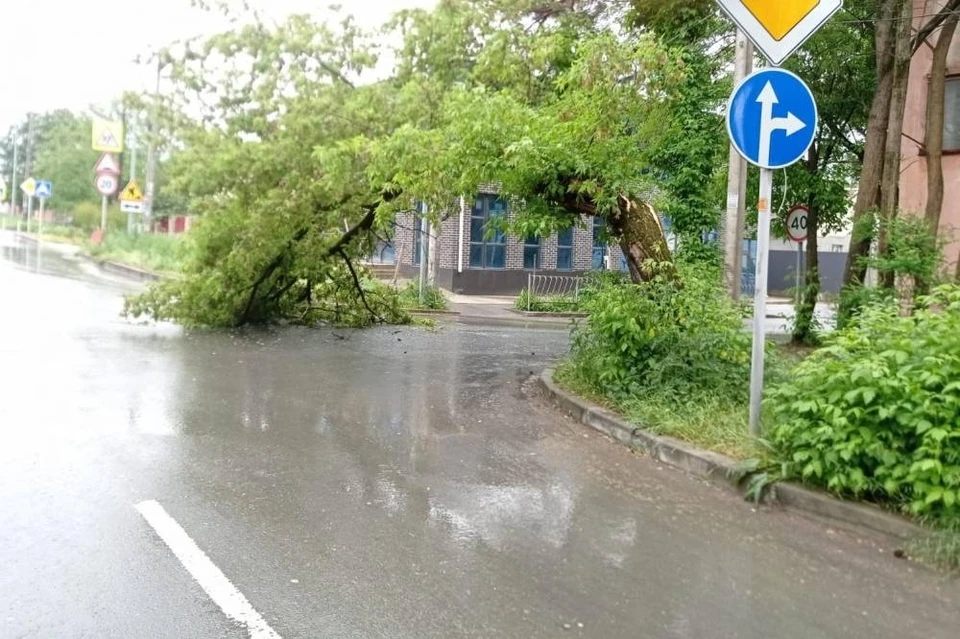 Симферополь осадки. Городские деревья. Ливень в городе. Локальные подтопления в городе. Сильный дождь фото.