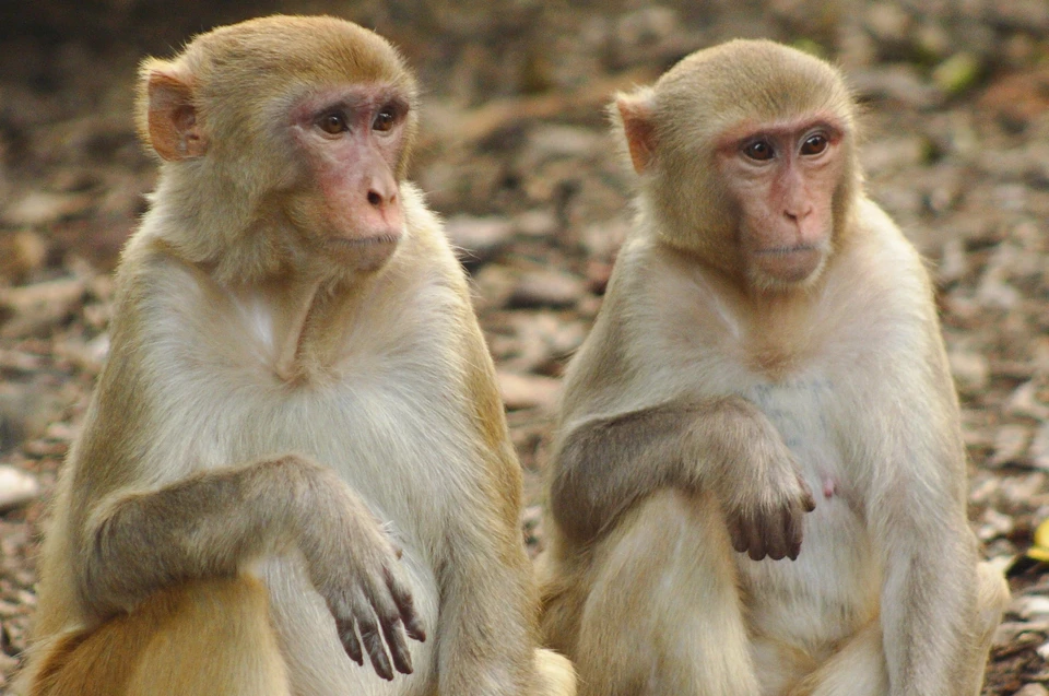 Оспа обезьян угрожает Европе вспышкой заболевания. Фото: naked-science.ru