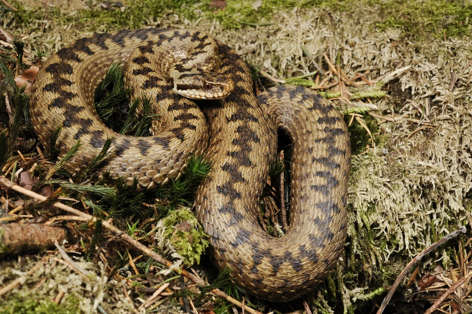 Гадюка - единственная ядовитая змея Калининградской области.
