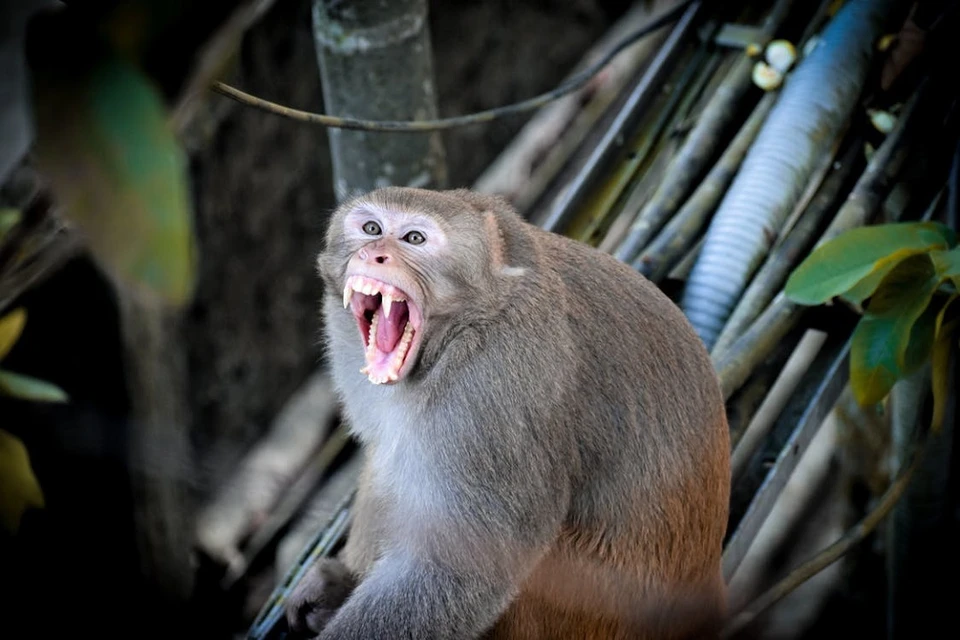 В белорусском Минздраве считают низким риск завоза в страну оспы обезьян. Фото: pexels.com