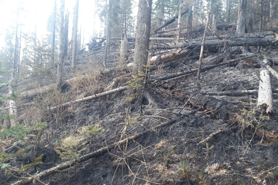 Так выглядит территория национального парка после лесного пожара. Фото: "Красноярские столбы"