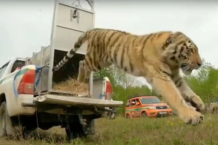 В Приморье выпустили на свободу пожиравшего собак тигра