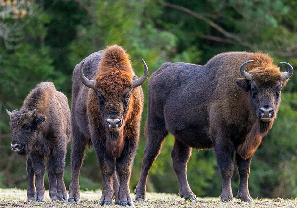 Зубр - хозяин пущи. Фото: wildlife.by