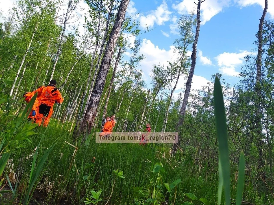 В Томске в среду, 1 июня, студенты нашли тело мужчины в лесу возле спорткомплекса "Кедр". Фото: "Регион-70"