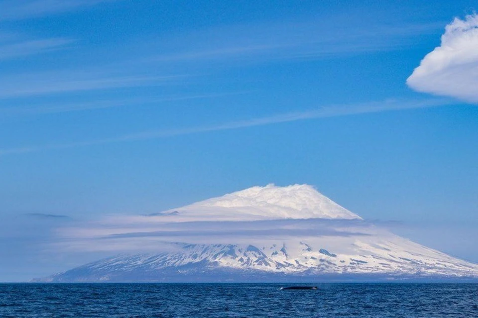 Волею случаю, морской гигант попал в объектив камеры. Фото: Telegram-канал «Северные Курилы»