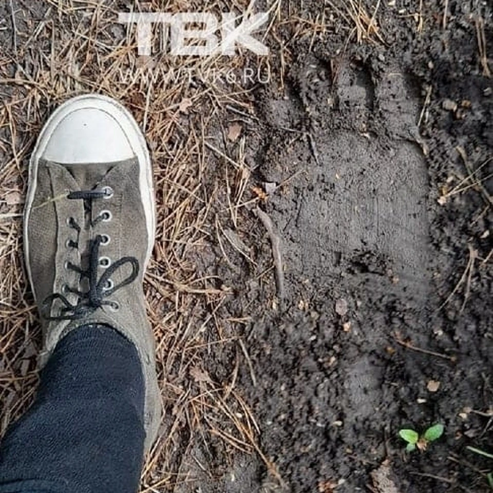 Фото: ТВК