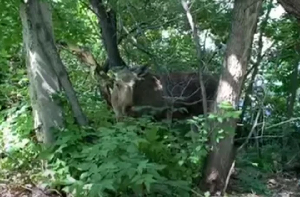 Фото: скриншот с видео "Амител"