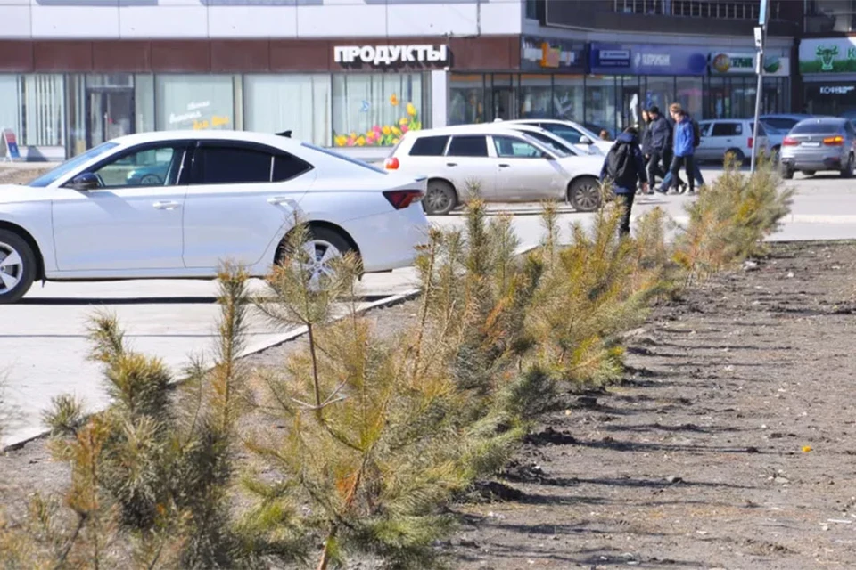 Сосны просто не выжили в городской среде. Фото: Сергей Кулыгин