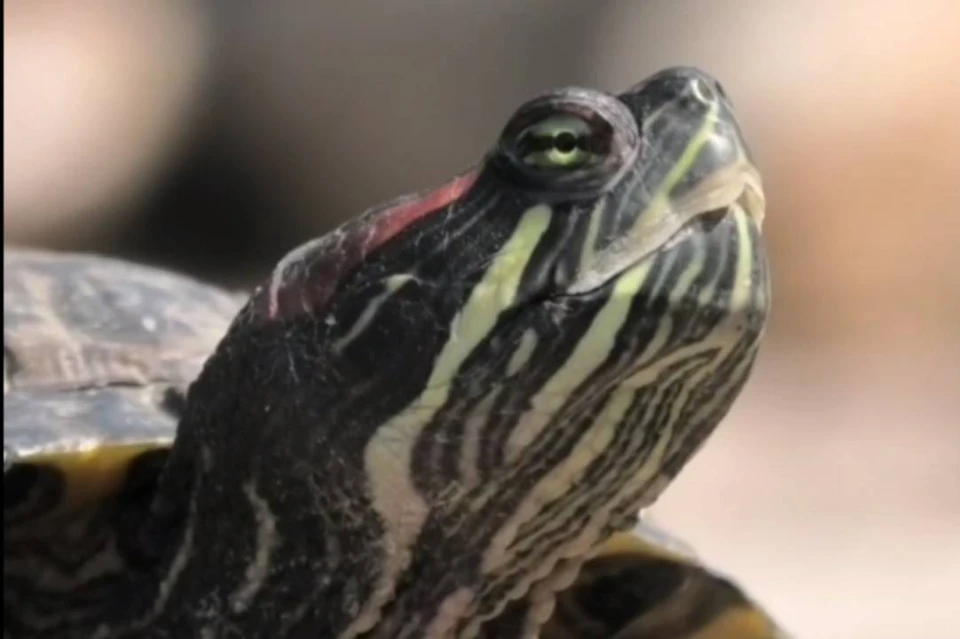 Иркутский зоосад больше не будет принимать красноухих черепах. Фото: пресс-служба иркутского зоосада
