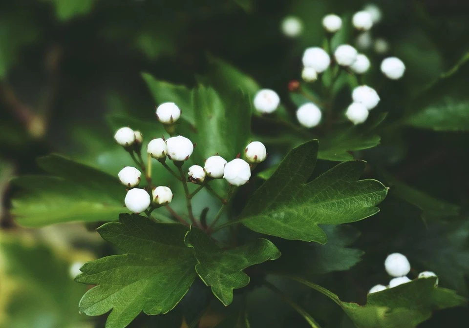 Фото: pexels.com
