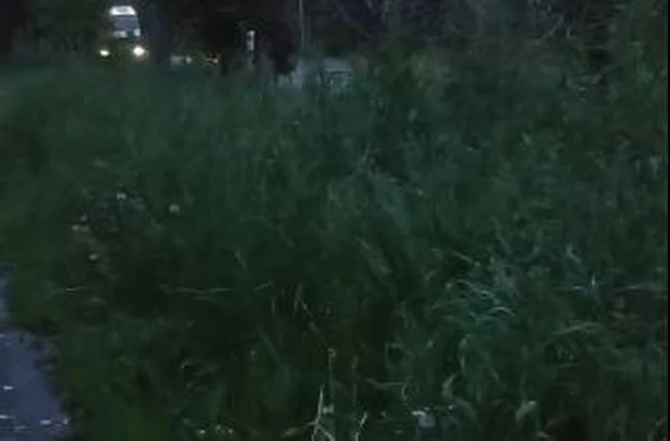 Тюменцы жалуются на высоченную траву, которую перестали скашивать.