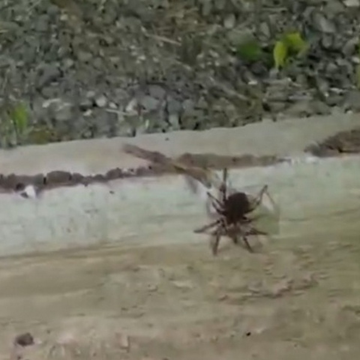 Опасные пауки в Туве