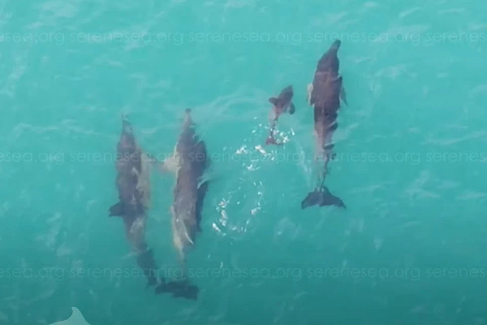 Дельфины в окрестностях Судака воспитывают малышей вместе с «нянями». Фото: скриншот из видео