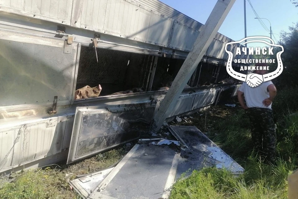 Под Ачинском перевернулся грузовик со свиньями. Фото: группа ВК "Ачинск, общественное движение"