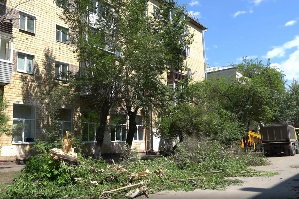 Глава Красноярска остановил поломку деревьев на улице Красной Армии. Фото: соцсети