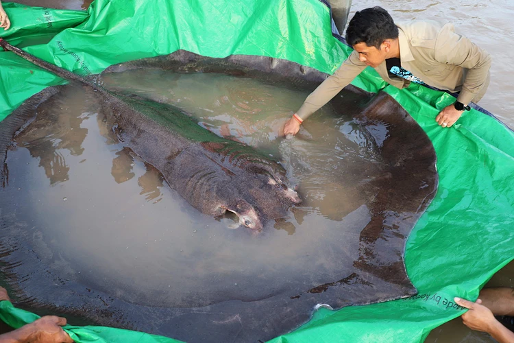В Камбодже поймали 300-килограммового ската