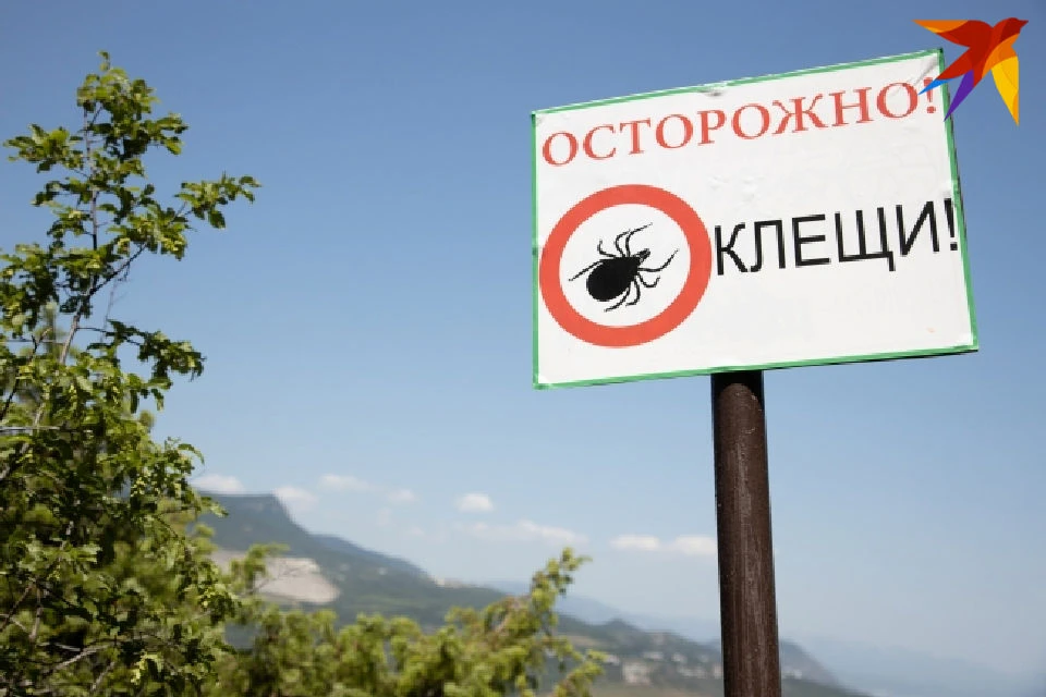 Чаще всего кровососы прицепляются к жителям Мурманской области в Карелии.