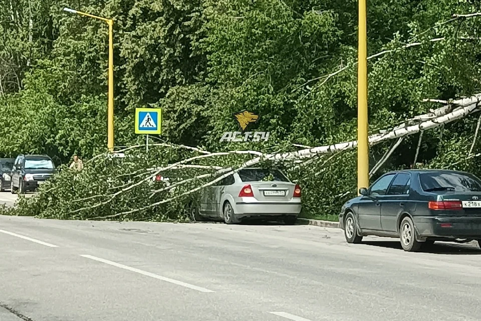 Сильный ветер повалил березу в Советском районе.