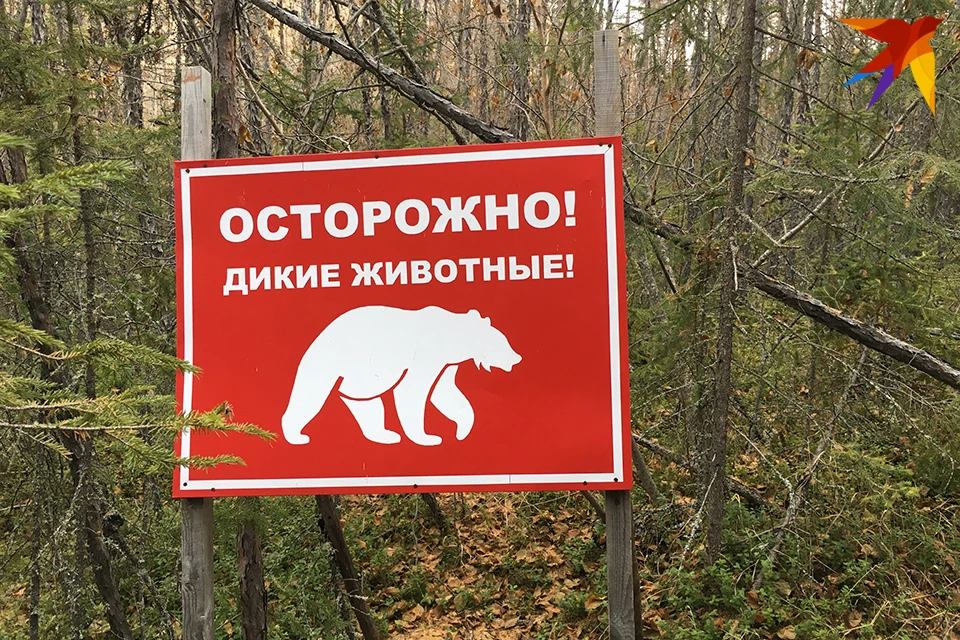 Важно – не ходите в лес в одиночку, увидели медвежонка – уходите подальше, не приближайтесь к нему.