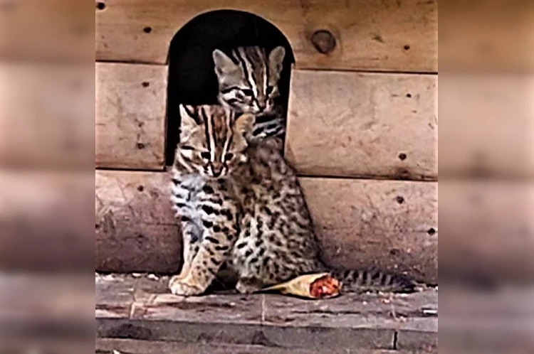 Сладкие булочки: у краснокнижных котов из Хабаровска родилась двойня