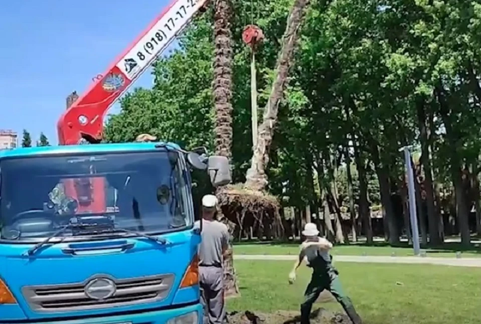 В парке Галицкого выкорчовывают пальмы. Фото: скриншот видео