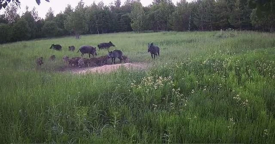 ФОТО: сайт министерства природы и цикличной экономики Ульяновской области