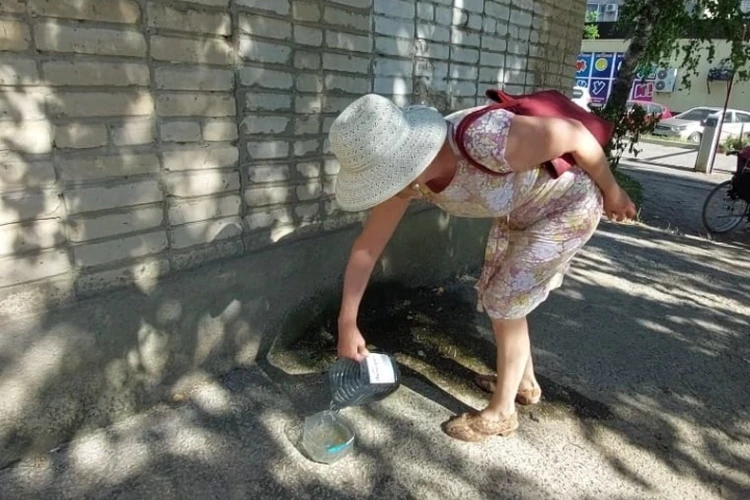 Ростовская пенсионерка посадила 60 деревьев, но не всем соседям это понравилось