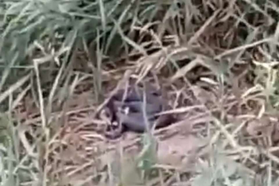 Змея лежала в кустах. Фото: скриншот из видео