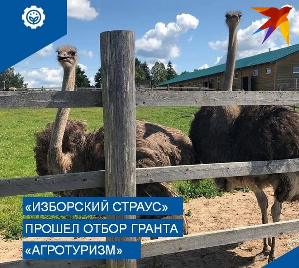 3 млн рублей получит экоферма «Изборский страус» на строительство гостевого  дома - KP.RU