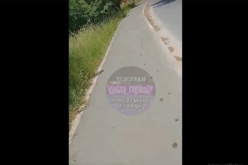 Фото: "Подслушано Клинцы", скриншот видео, vk.com.