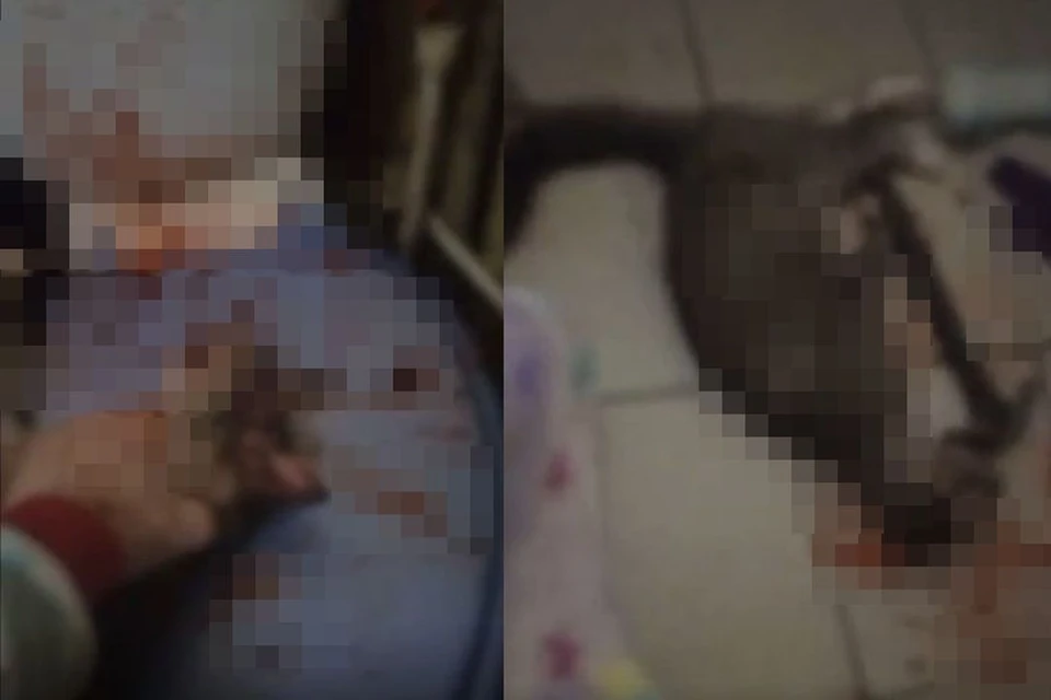 В Новосибирске по соцсетям разлетелось видео, где мужчина жестоко издевается над кошкой. Фото: Кадр из видео