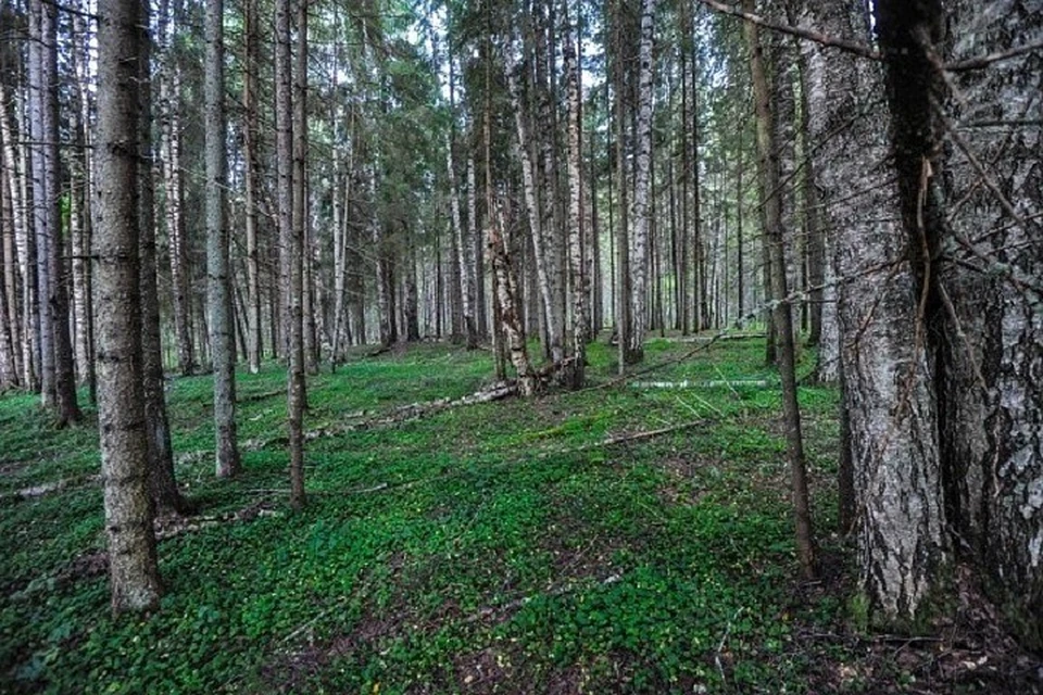 Вывел леса. Воронежский лес. Лесной Бор Воронежской области. Савальский лес. Савальский лес Терновский район Воронежской области.