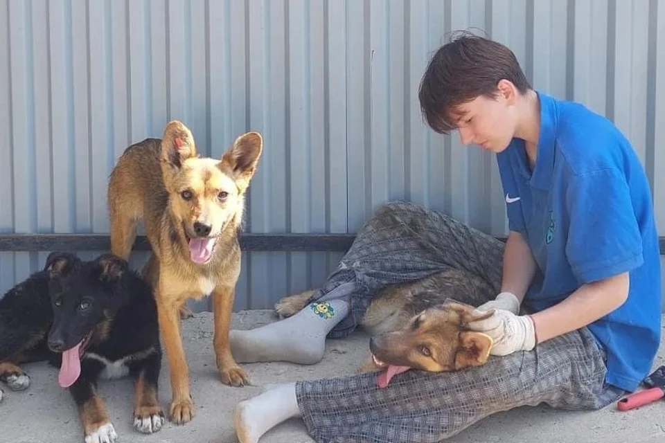 Собаки проходят реабилитацию в фонде «Помощь животным. Сахалин». Фото фонда «Помощь животным. Сахалин»