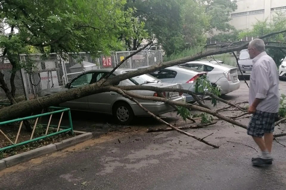 Упавшее дерево чуть не убило прохожих в Хабаровске