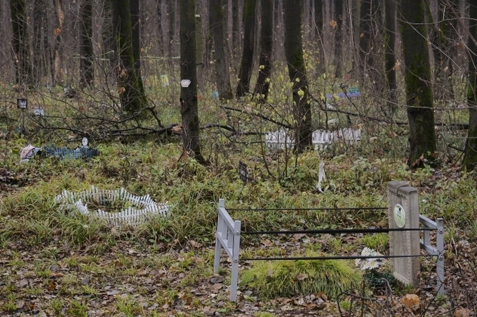 В Томской области в городе Северск местные жители возмутились в соцсетях тем, что на въезде к городскому кладбищу, снесут кладбище домашних животных.