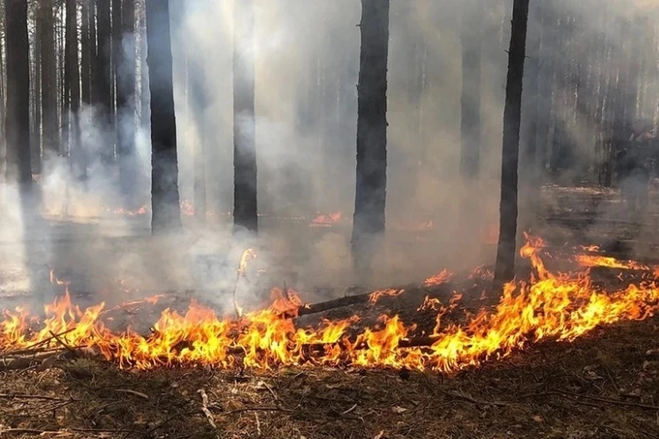 В жаркую погоду возрастает риск природных пожаров