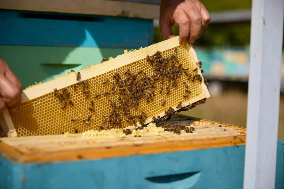 Многие специалисты уверены, что пчелы гибнут из-за обработки полей пестицидами. Фото: sambee.ru
