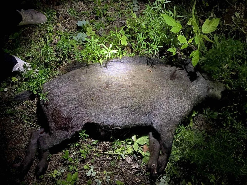 Умирающий дикий кабан убил подстрелившего его охотника | Пикабу