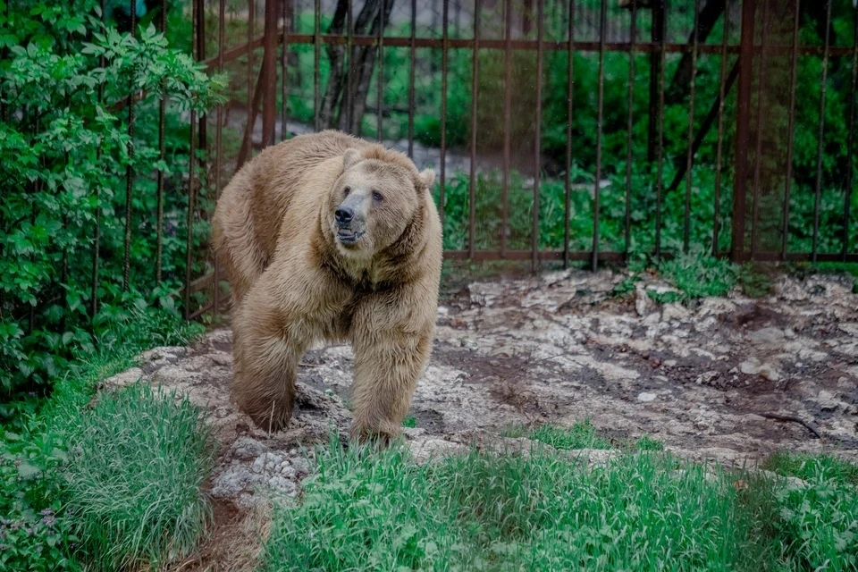Миграция началась: сразу в двух районах Томской области заметили следы медведей.
