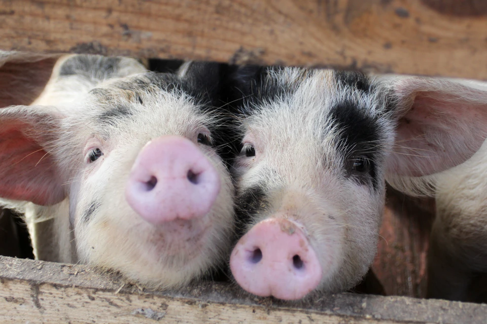 В станице Волгоградской области выявили очаг африканской чумы свиней