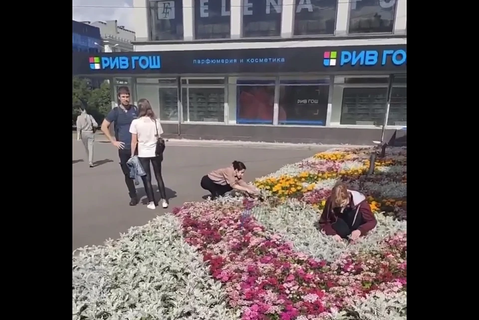 В центре Мурманска неизвестные выкапывали цветы с клумбы. Фото: Скриншот видео