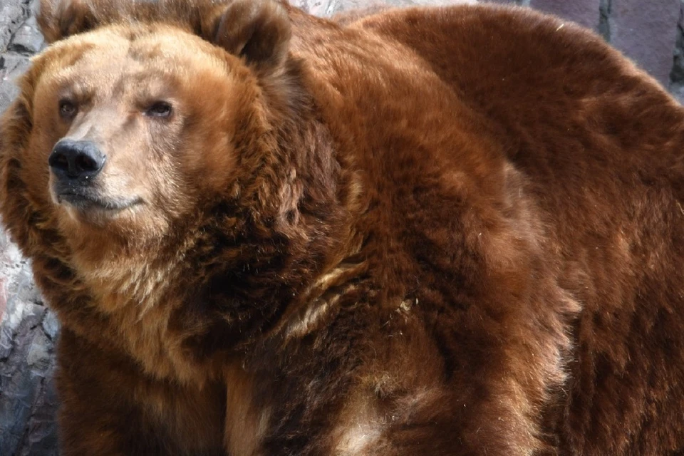 Внедорожник Land Cruiser врезался в медведя на трассе в Иркутской области, водитель погиб