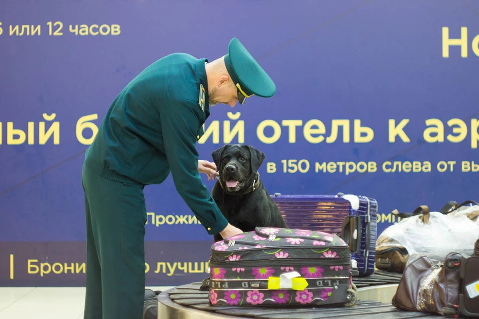 Служебная собака за работой. Фото: пресс-службы Сибирской оперативной таможни