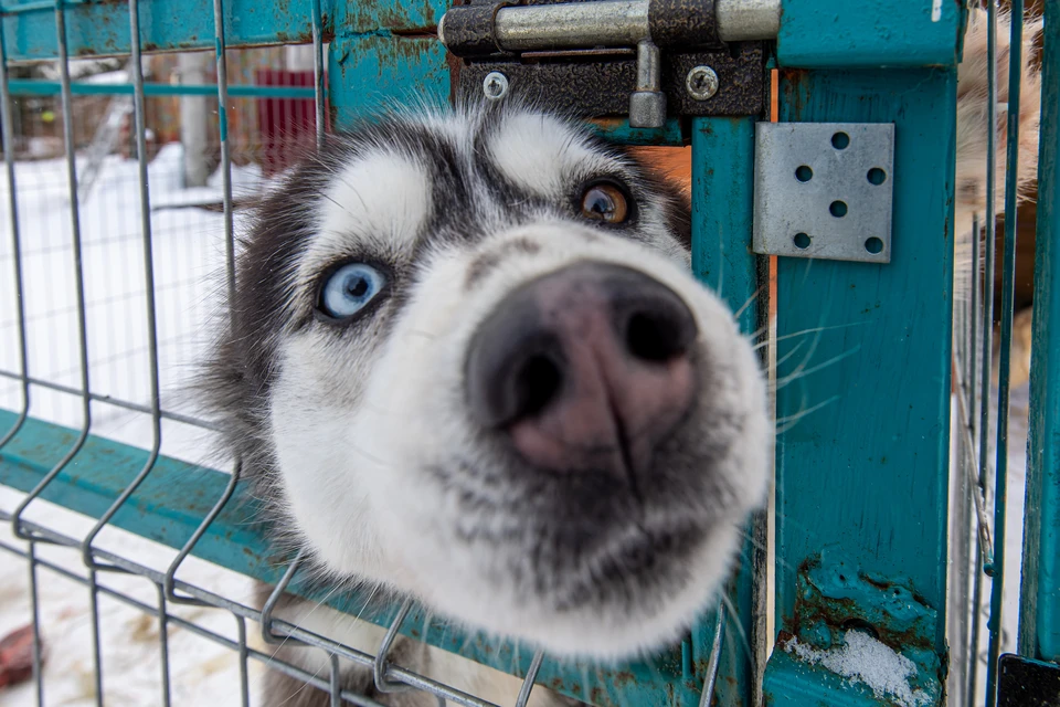 Новые требования к содержанию домашних животных разработают в Иркутской области