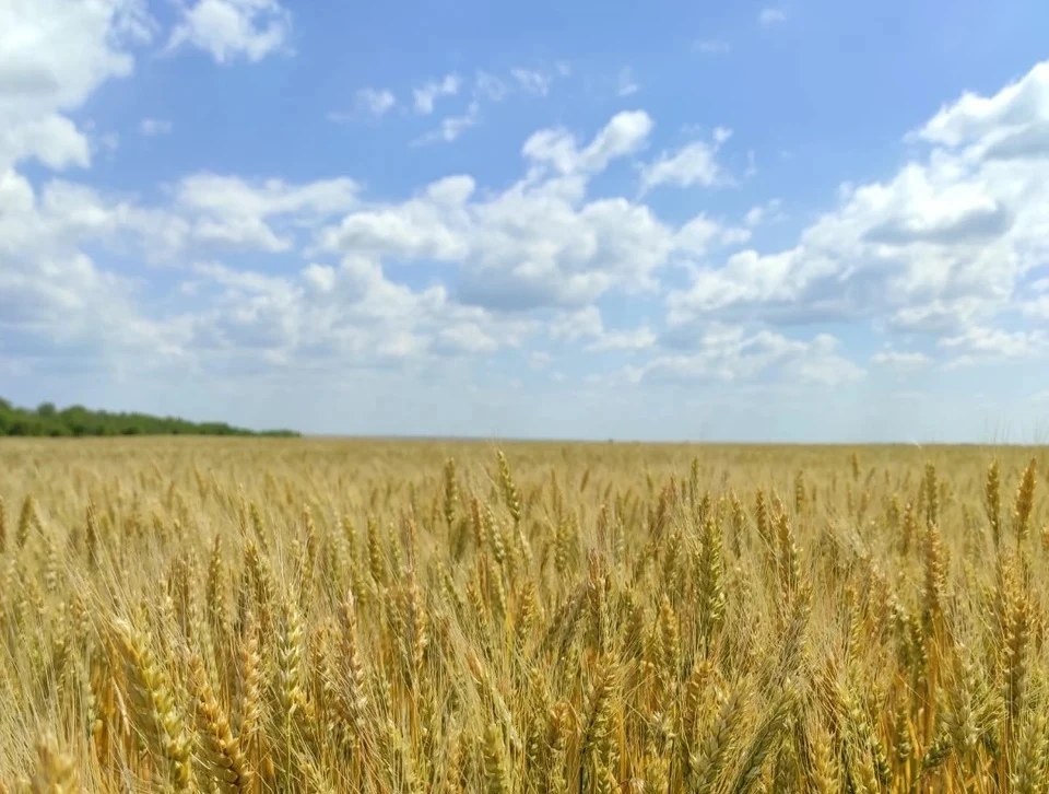 Экономист оценил, реально ли собрать 130 млн т урожая зерновых в 2022 году