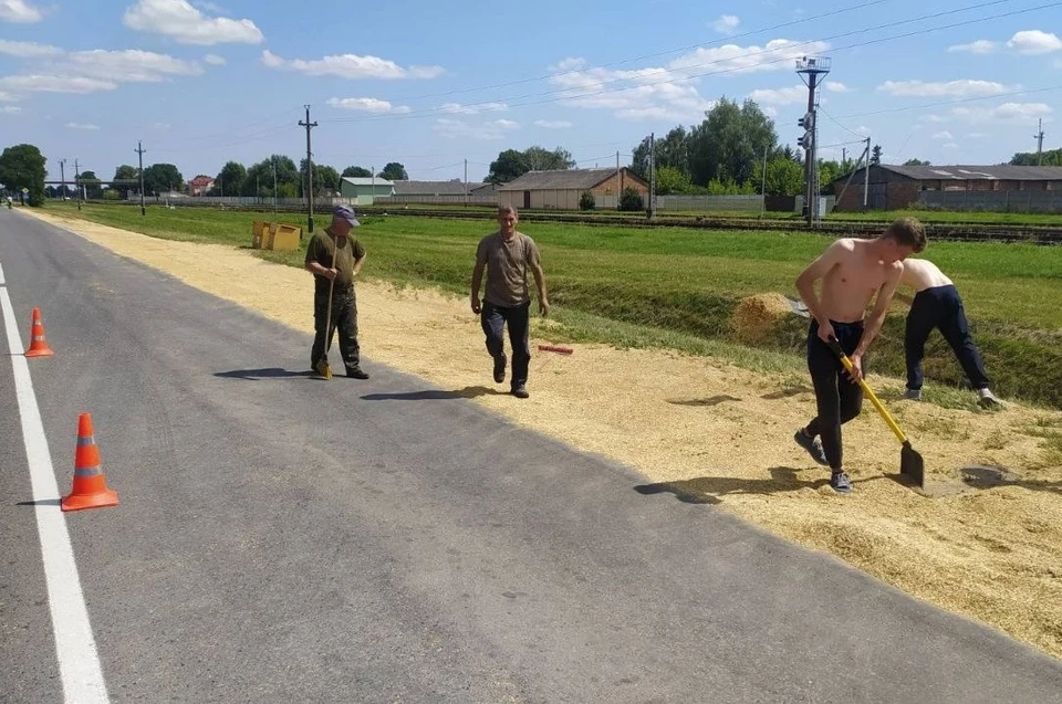 Водитель "МАЗа" просыпал на дорогу зерно нового урожая. Фото: ГАИ УВД Брестского облисполкома