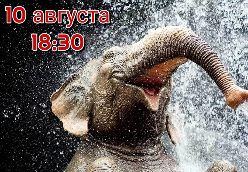Фото: Пермский цирк