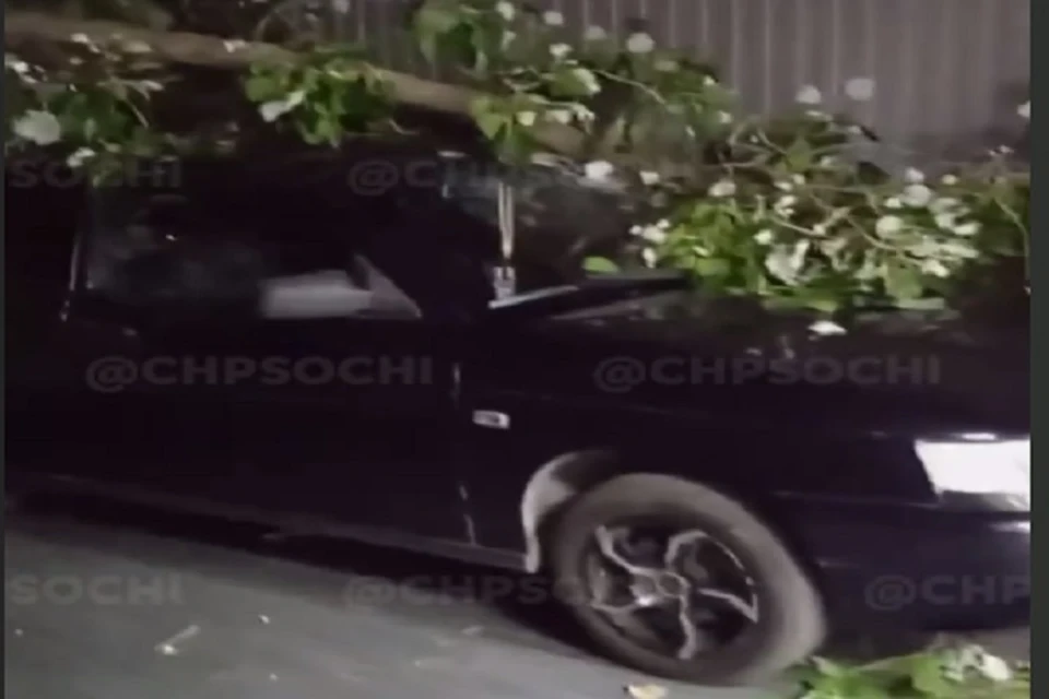 Дерево обрушилось на машину. Фото: https://t.me/chp_sochi